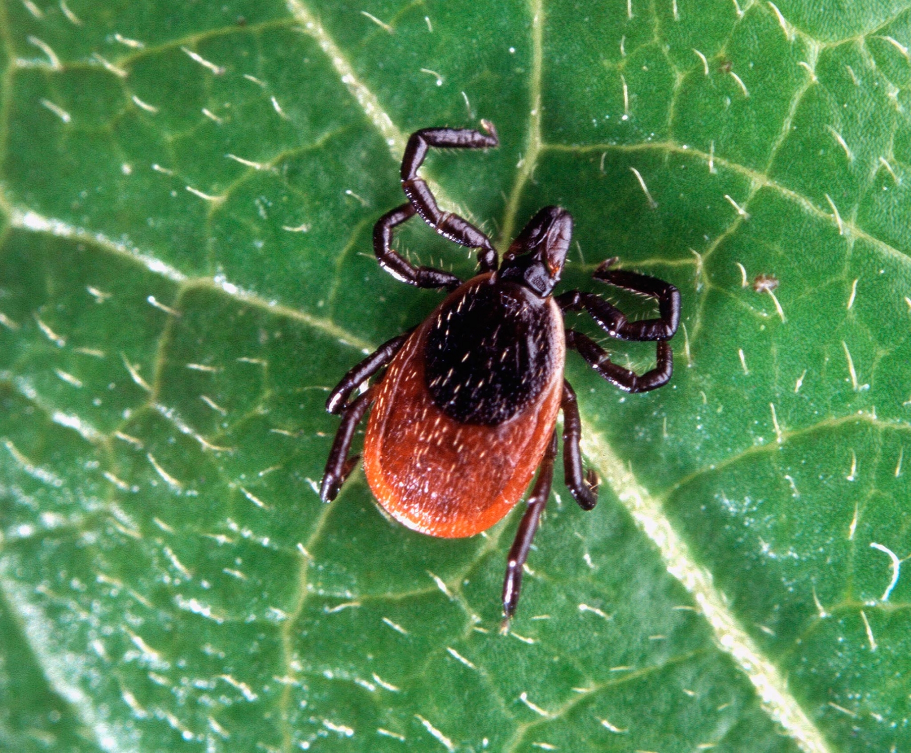 Blacklegged tick