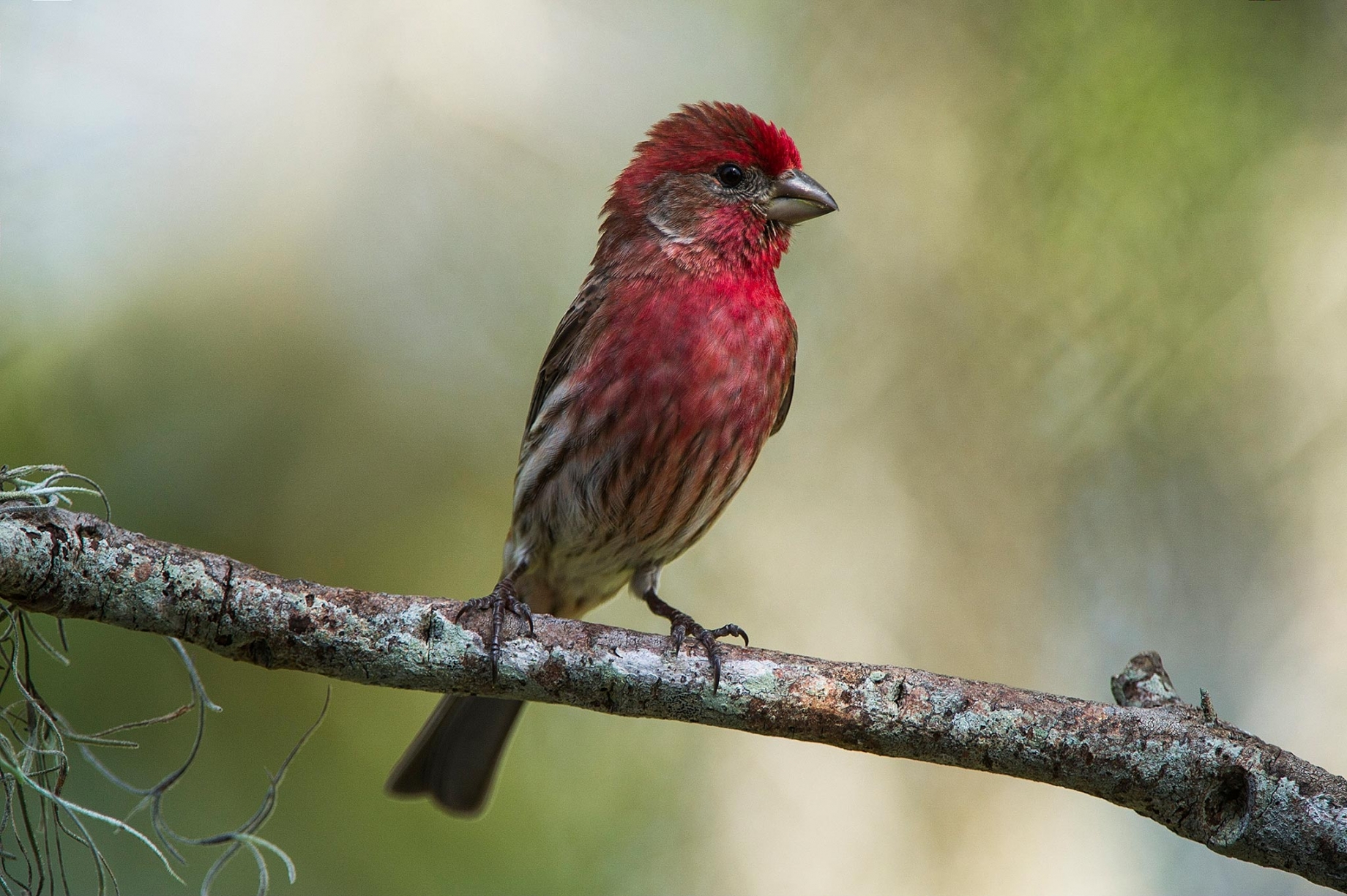 House finch
