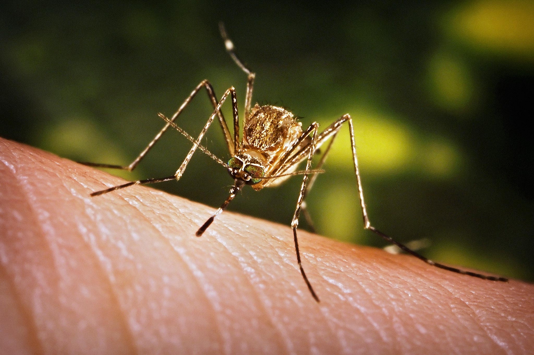 Mosquito